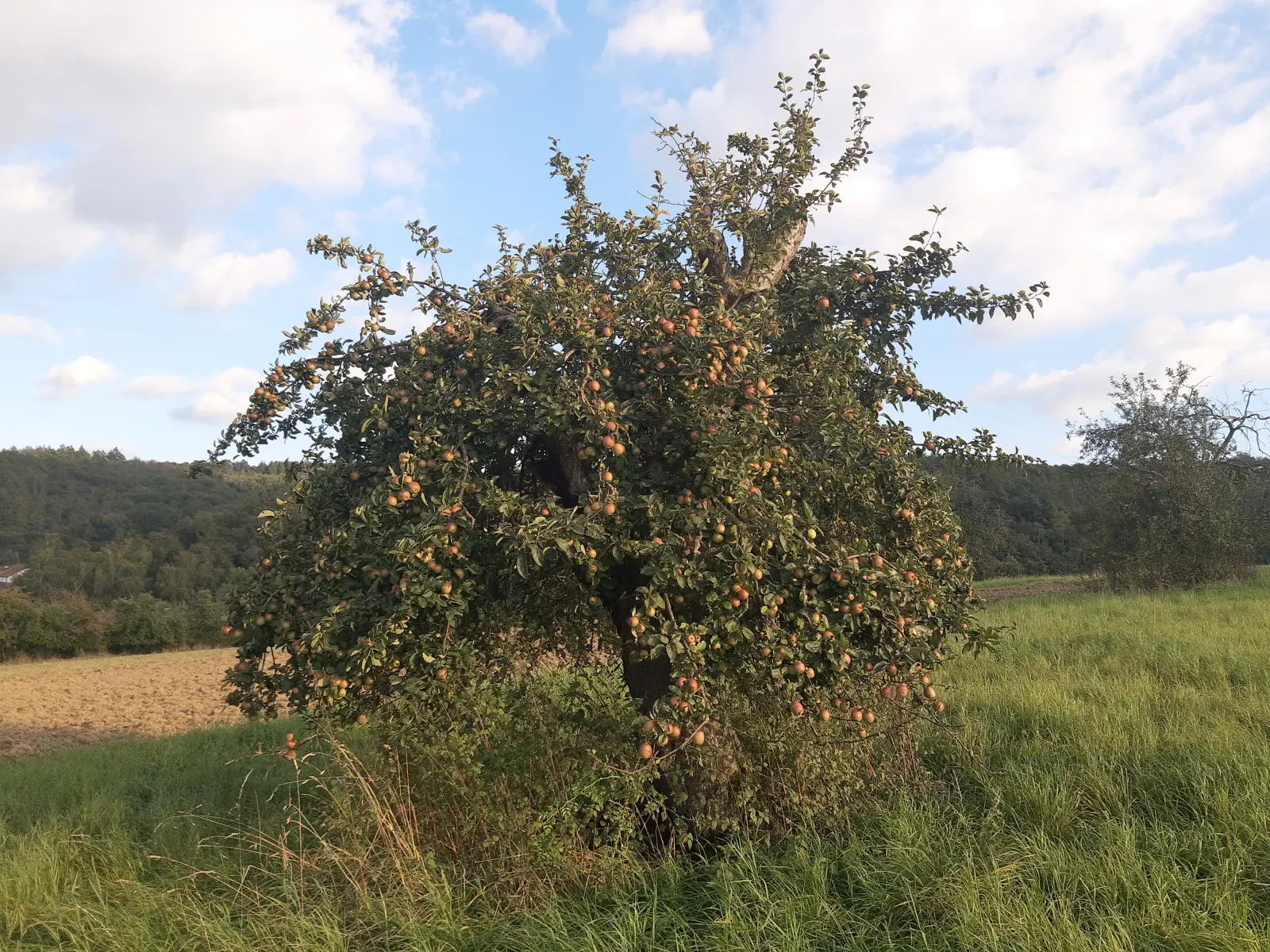 An old apple tree covered with small red and yellow apples in a grassy field