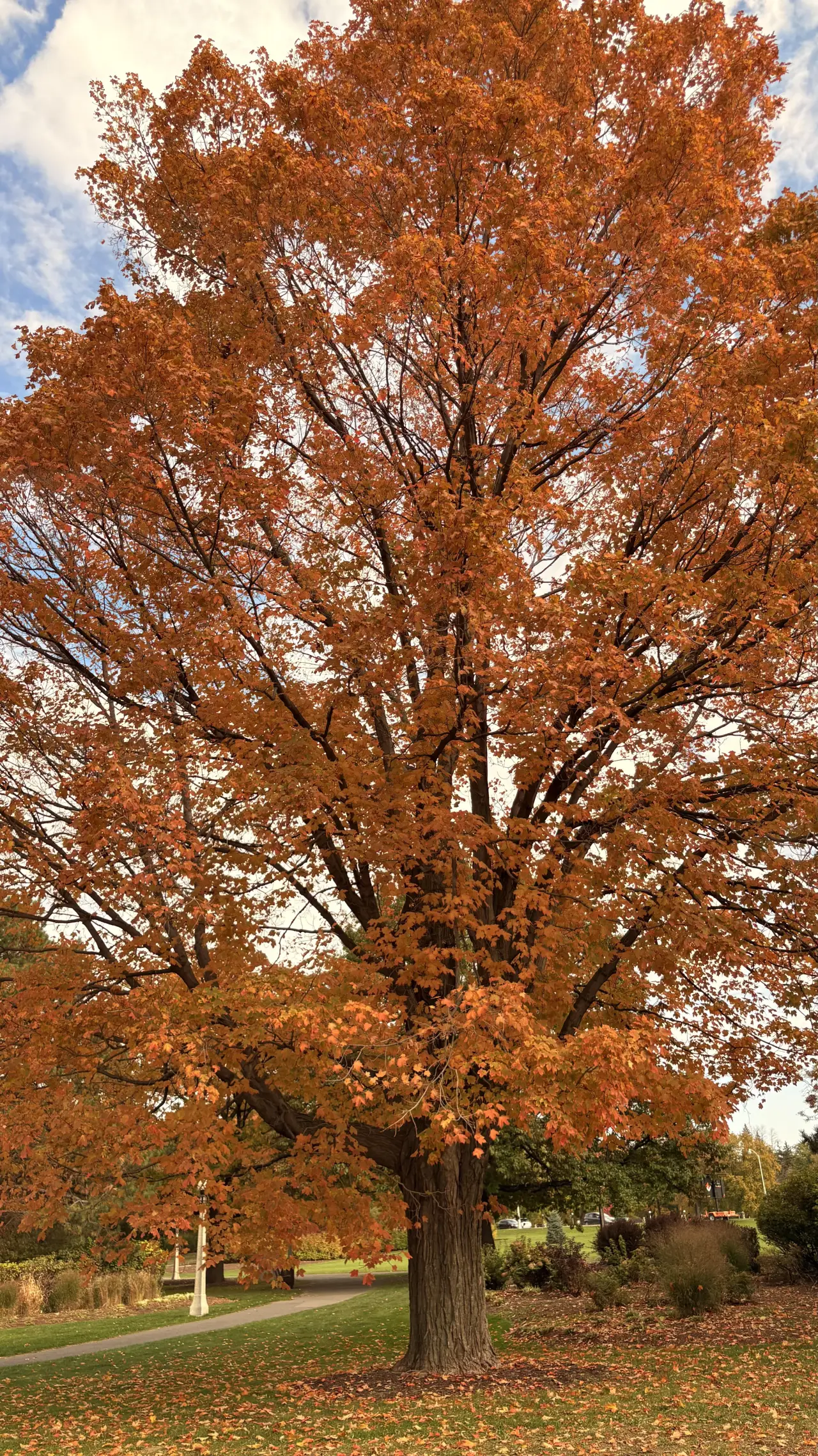 A tall maple tree with red-orange autumn leaves against a partly cloudy sky