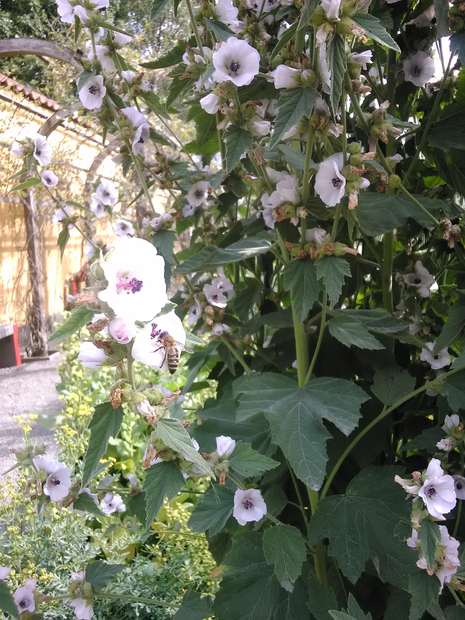 Pale pink and white marsh mallow flowers with green leaves and a bee in a garden