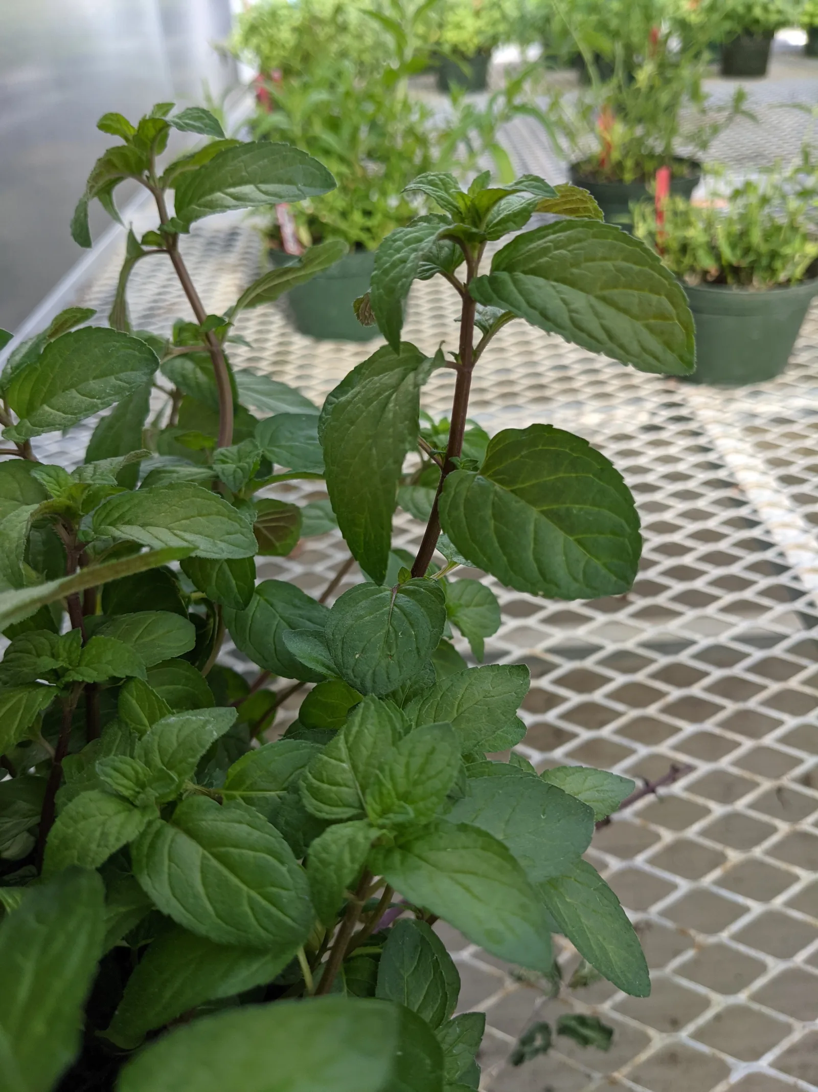 Fresh peppermint plants with dark green leaves growing in pots on a metal garden table