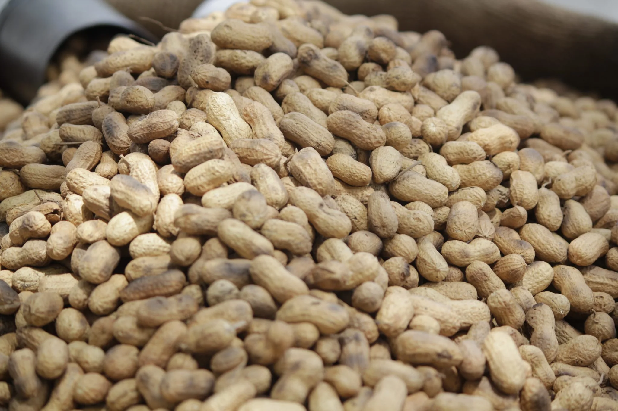 A mound of unshelled peanuts against a softly blurred background
